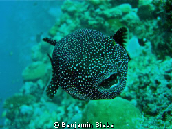 Smiling Pufferfish by Benjamin Siebs 
